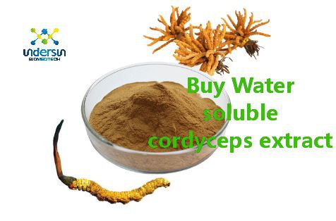 Buy cordyceps extract Buy cordyceps extract