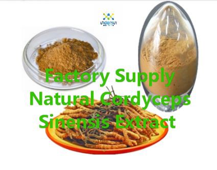Buy cordyceps extract Buy cordyceps extract