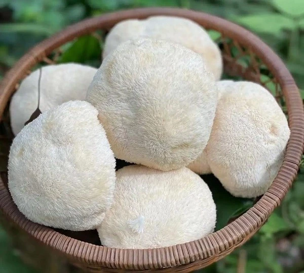 Ako pridať Lion's Mane Powder do zmrazenia sušených cukroviniek: zmrazené pot...