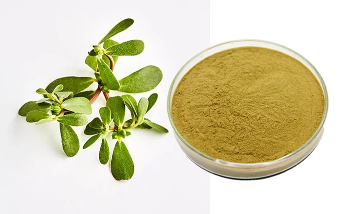 Purslane Powder Purslane Powder