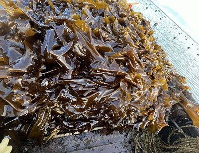 Kelp vs morské riasy: Kľúčové rozdiely, výhody, použitie a ktorý z nich je lepší?
