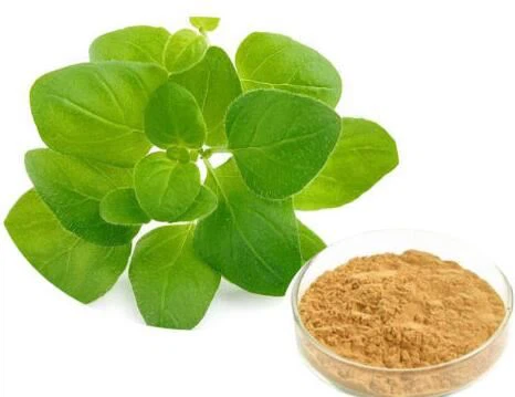 Extrakt Oregano