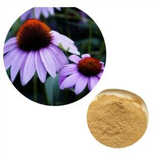 Echinacea extrakt prášok