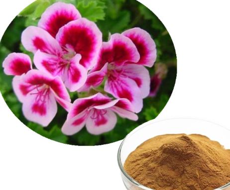 Extrakt Pelargonium Sidoides