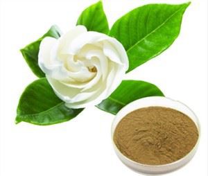 Extrakt z gardénie jasminoidnej